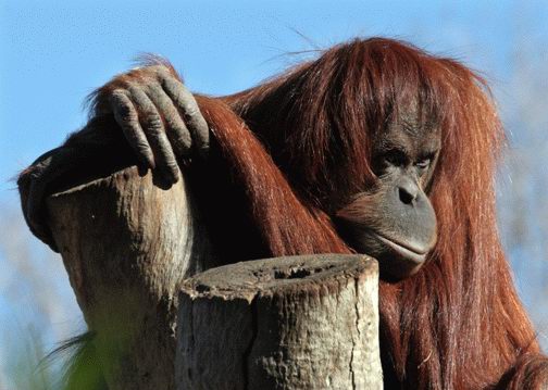 Румен Габровски